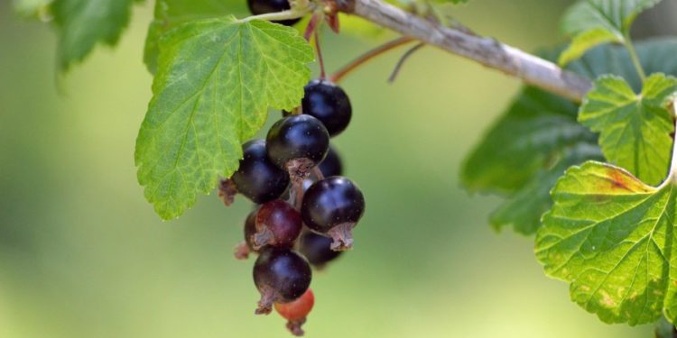 Istraživanja otkrila zanimljiv efekat crne ribizle na metabolizam i krvne sudove