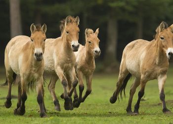 Duh stepe se vratio: Nevjerovatna priča o preživljavanju rijetke vrste divljeg konja