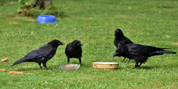 Pamte lica, koriste alat i “broje”: Koliko su vrane zapravo pametne?