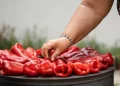 Hercegovački šampionski ajvar: Tradicionalni recept koji se prenosi s koljena na koljeno