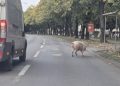 Svinja ometala saobraćaj na Starčevici