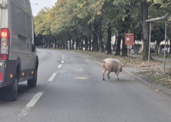 Svinja ometala saobraćaj na Starčevici