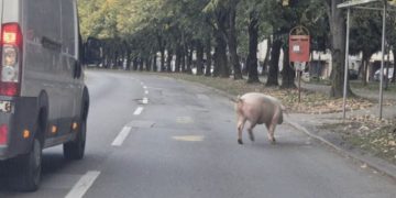 Svinja ometala saobraćaj na Starčevici