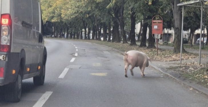 Svinja ometala saobraćaj na Starčevici
