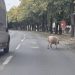 Svinja ometala saobraćaj na Starčevici
