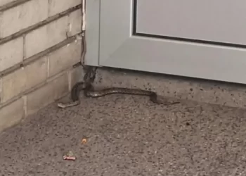 Poskok ispred ulaza zgrade u centru Banjaluke