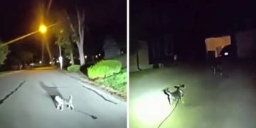 Pas heroj odveo policajca do vlasnika koji je više od tri sata ležao na podu