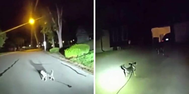 Pas heroj odveo policajca do vlasnika koji je više od tri sata ležao na podu