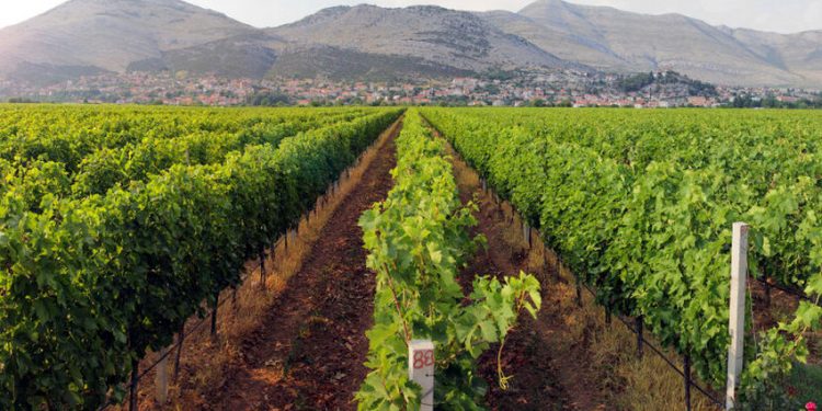 Festivalu “Vinski putevi Hercegovine” evropsko priznanje